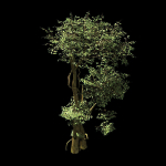 Garden-Garden-Tree 58