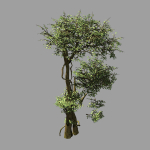 Garden-Garden-Tree 58