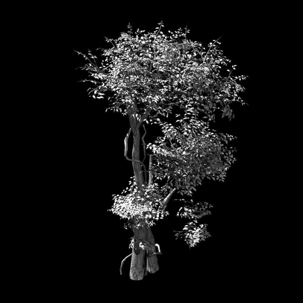 Garden-Garden-Tree 58