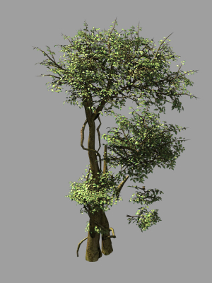 Garden-Garden-Tree 58