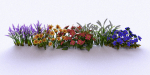 Garden Plant