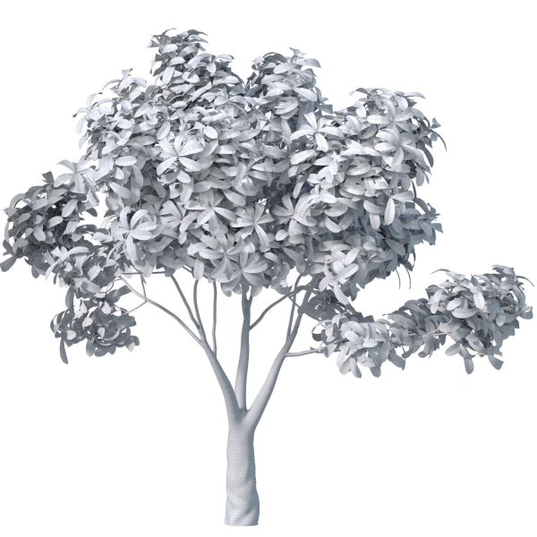 Garden plant tree shrub Bush Backyard
