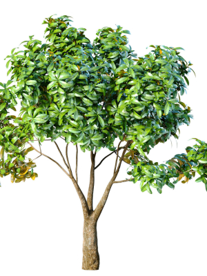 Garden plant tree shrub Bush Backyard