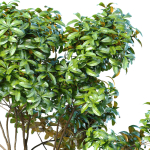 Garden plant tree shrub Bush Backyard