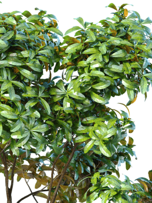 garden-plant-tree-shrub-bush-backyard-3d-model-cb065210fa