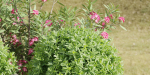 Garden plants collection vol 113-Blender
