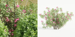 Garden plants collection vol 113-Blender