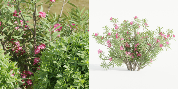 Garden plants collection vol 113-Blender