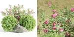 Garden plants collection vol 113-Blender
