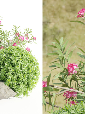 garden-plants-collection-vol-113-blender-3d-model-3d3fa4b2f2