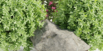 Garden plants collection vol 113-Blender