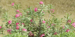 Garden plants collection vol 113-Blender