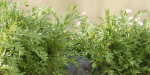 garden plants collection vol 57-Blender