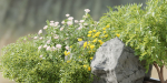 garden plants collection vol 57-Blender
