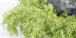 garden plants collection vol 57-Blender
