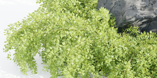 garden plants collection vol 57-Blender