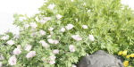 garden plants collection vol 57-Blender