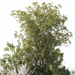 Garden Plants - Outdoor Plants 208