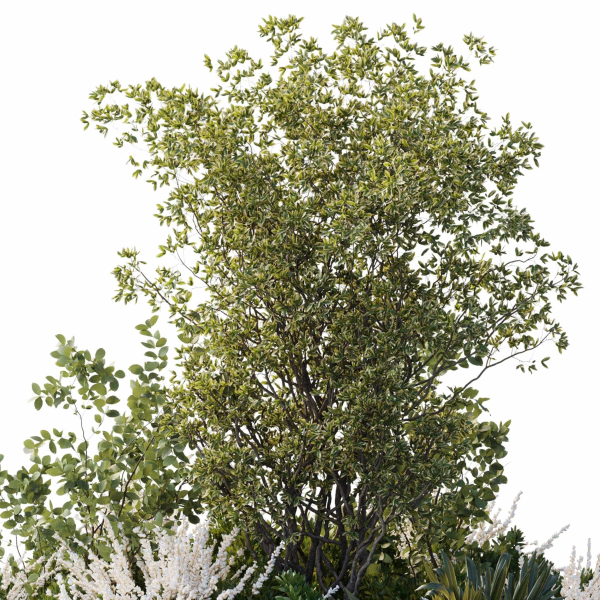 Garden Plants - Outdoor Plants 208
