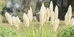 Garden Set Plants collection vol 120-Blender