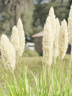 garden-set-plants-collection-vol-120-blender-3d-model-074650ea30