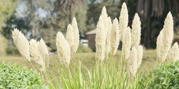 Garden Set Plants collection vol 120-Blender