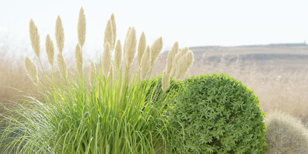 Garden Set Plants collection vol 120-Blender