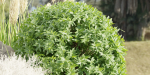 Garden Set Plants collection vol 120-Blender