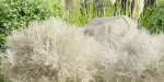 Garden Set Plants collection vol 120-Blender