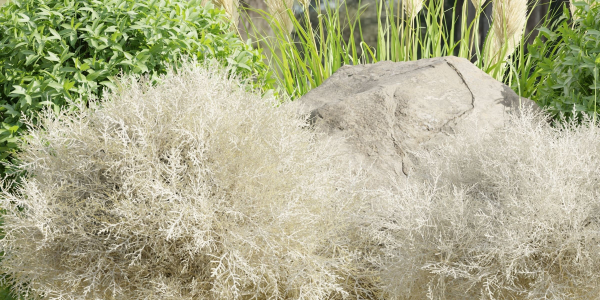 Garden Set Plants collection vol 120-Blender