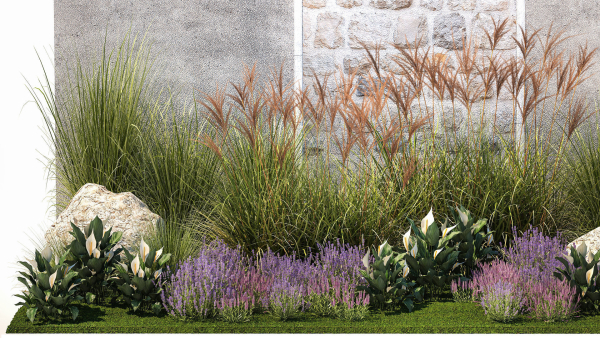 Garden with lavender bushes Spathiphyllum Miscanthus 1397