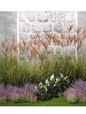 Garden with lavender bushes Spathiphyllum Miscanthus 1397
