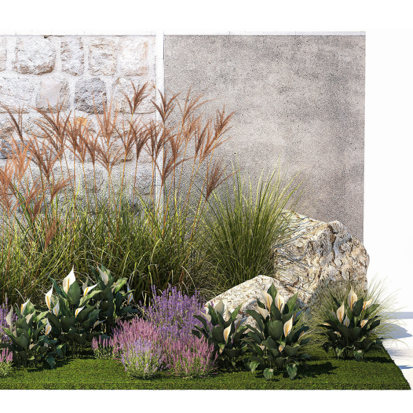 Garden with lavender bushes Spathiphyllum Miscanthus 1397