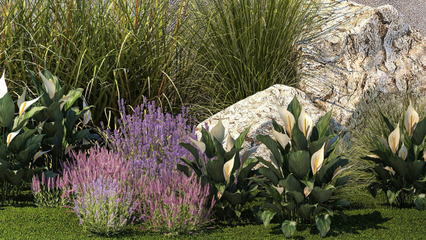 Garden with lavender bushes Spathiphyllum Miscanthus 1397