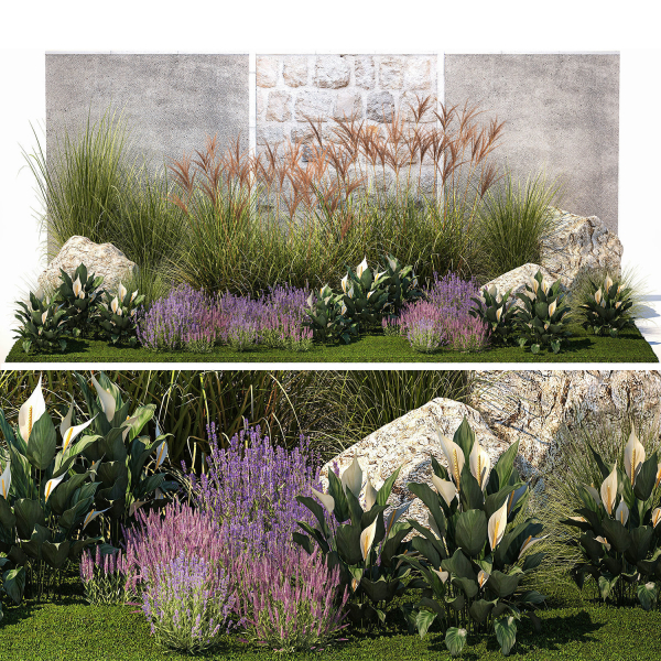 Garden with lavender bushes Spathiphyllum Miscanthus 1397