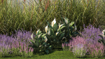 Garden with lavender bushes Spathiphyllum Miscanthus 1397