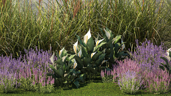 Garden with lavender bushes Spathiphyllum Miscanthus 1397