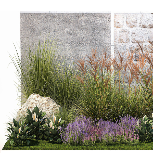 Garden with lavender bushes Spathiphyllum Miscanthus 1397
