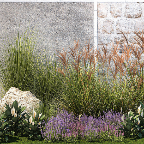 Garden with lavender bushes Spathiphyllum Miscanthus 1397