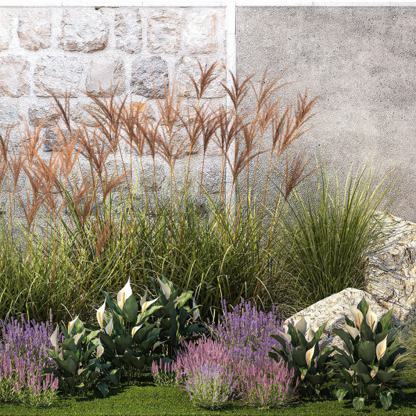 Garden with lavender bushes Spathiphyllum Miscanthus 1397