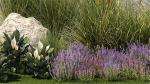 Garden with lavender bushes Spathiphyllum Miscanthus 1397
