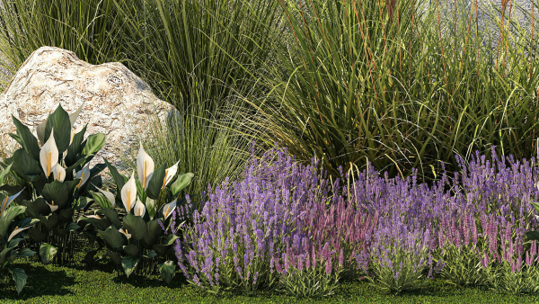 Garden with lavender bushes Spathiphyllum Miscanthus 1397