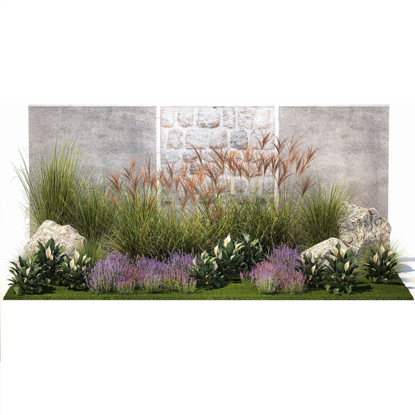 Garden with lavender bushes Spathiphyllum Miscanthus 1397