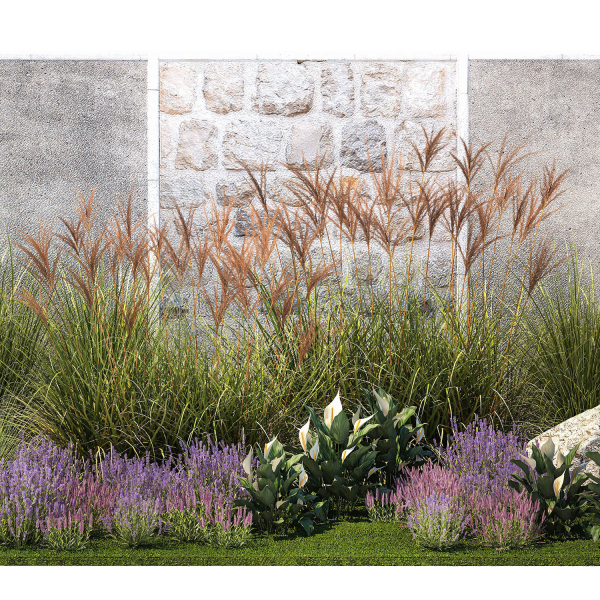 Garden with lavender bushes Spathiphyllum Miscanthus 1397