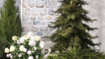 Garden with thuja cypress pine and Hydrangea white bushes 1379
