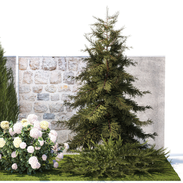 Garden with thuja cypress pine and Hydrangea white bushes 1379