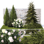 Garden with thuja cypress pine and Hydrangea white bushes 1379
