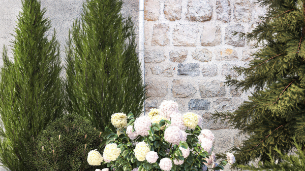 Garden with thuja cypress pine and Hydrangea white bushes 1379