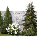 Garden with thuja cypress pine and Hydrangea white bushes 1379