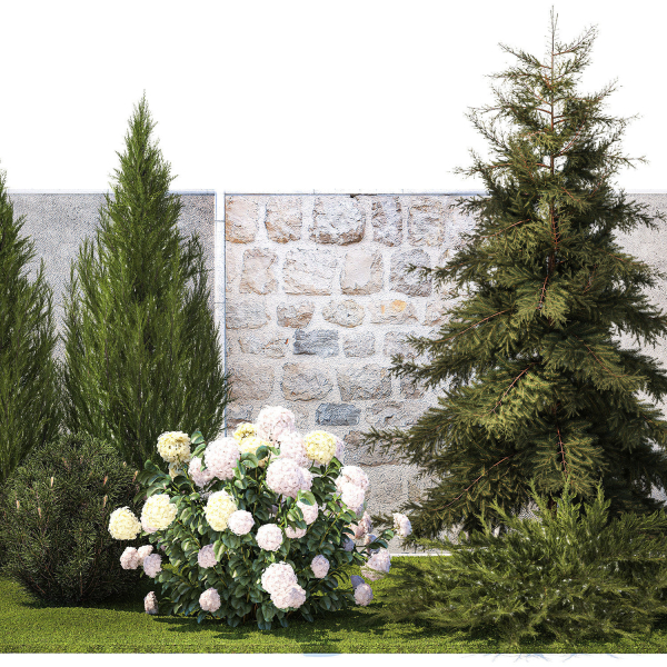 Garden with thuja cypress pine and Hydrangea white bushes 1379